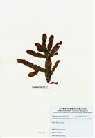 藏品(脈膜藻)的圖片